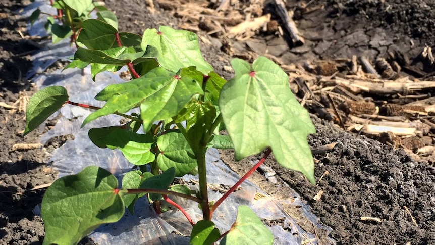 A plant growing through a thin film