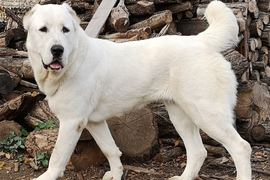 a white coloured Alabai dog pictured infront of logs of wood