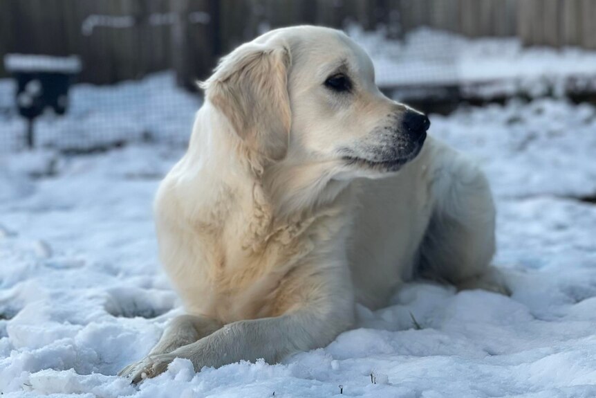 A dog sits in the snow
