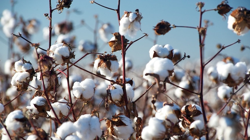 Cotton buds at the point of harvest pictured against a sunny blue sky.