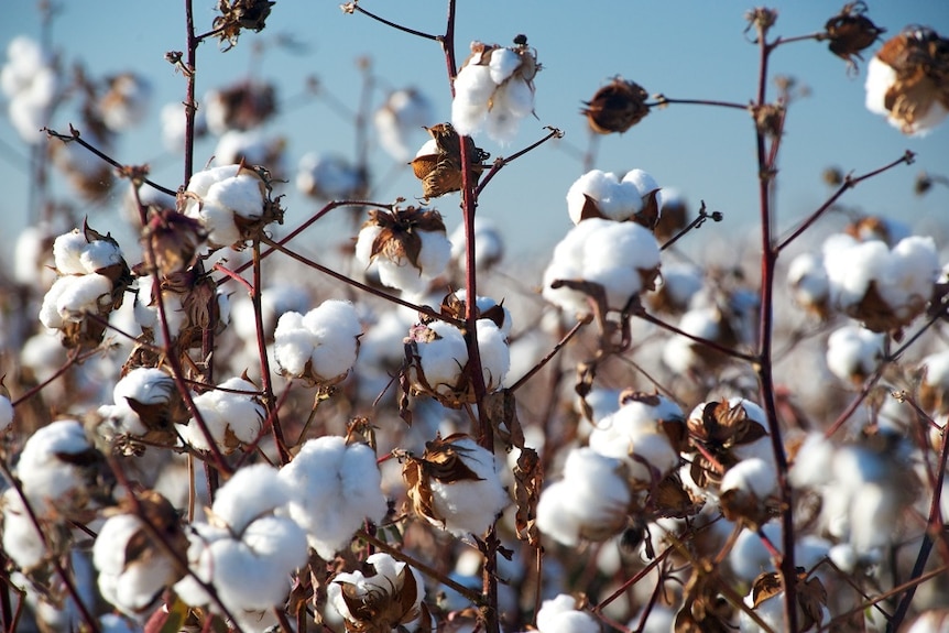 Cotton buds at the point of harvest pictured against a sunny blue sky.