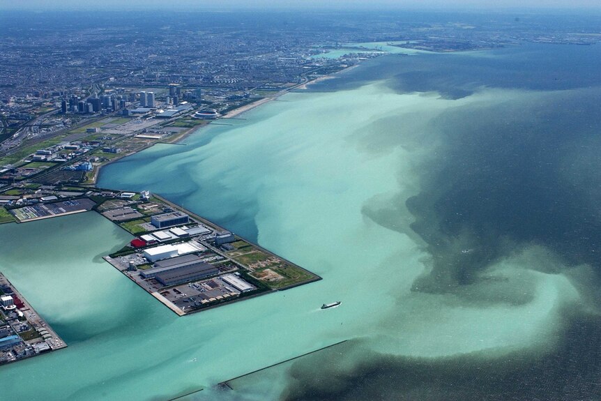 Algal bloom in Tokyo Bay