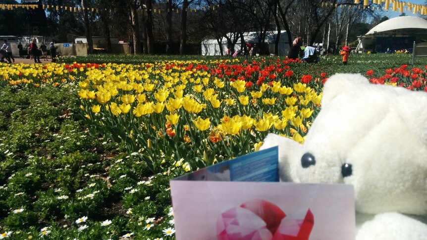 Lost Teddy's Canberra adventure