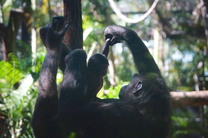 Mother chimpanzee holds up her baby.