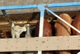 Glimmer of hope: the first cattle shipment will leave today