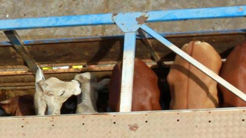 Cattle wait in a roadtrain for export