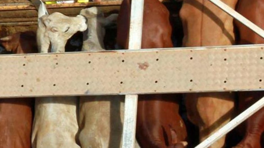 Cattle wait on a roadtrain