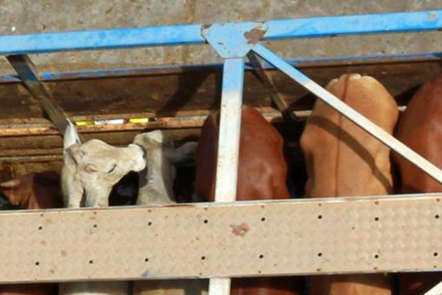 Producers and agents welcome approval of live export cattle yards in Queensland