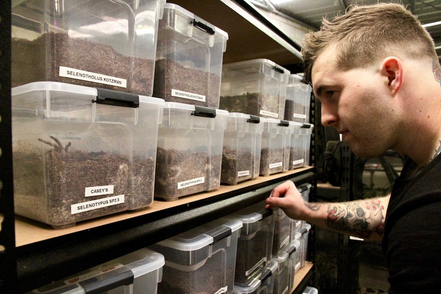 Mr Bermingham is pictured looking at his collection of insects and arachnids in tubs on a shelf