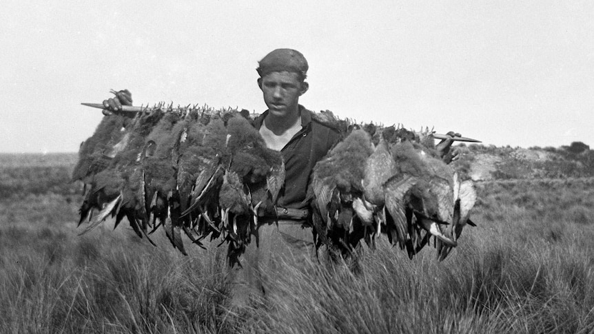An old black and white image of a young muttonbirder carrying a stick slung with harvested muttonbirds across his shoulders