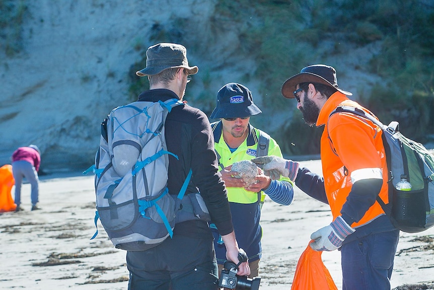 Finding whalebone