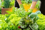 a garden bed full of lettuce