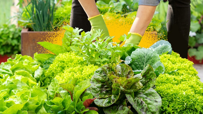 a garden bed full of lettuce