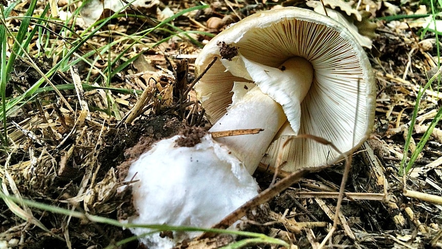 Deadly: A death cap (Amanita phalloides) mushroom