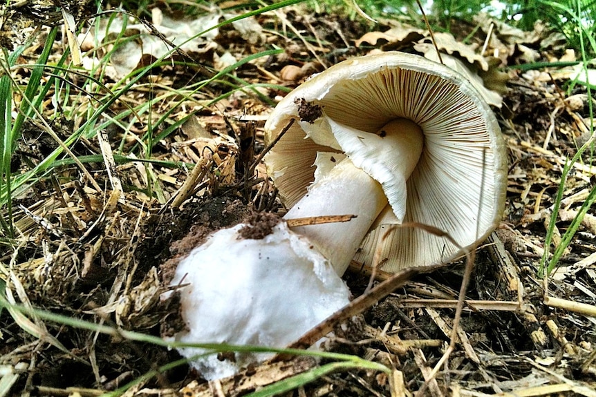 All parts of the death cap mushroom are toxic.
