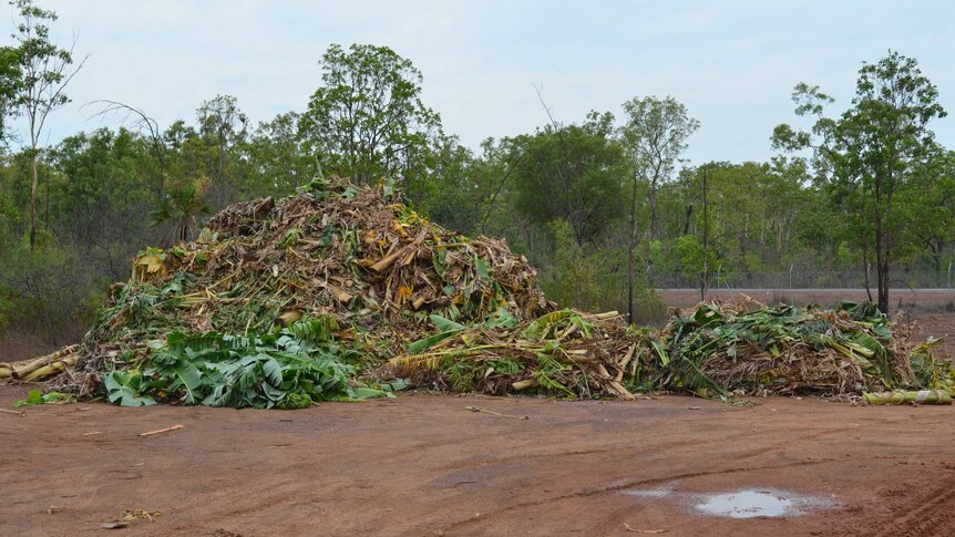 Banana plants dumped