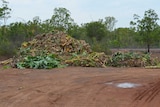 Banana plants dumped