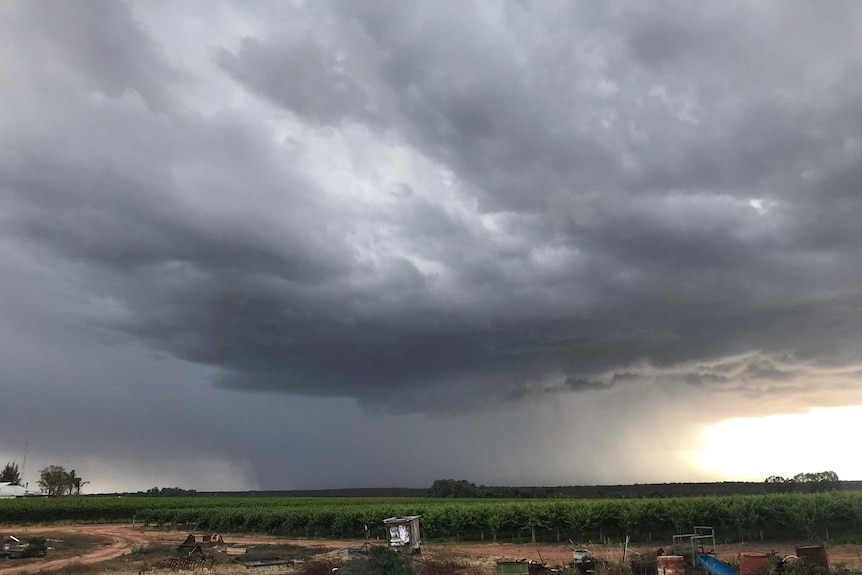 Storm rolls in over grapevines.