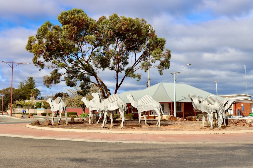A roundabout in a regional town centre with sculptures of camels in the centre.  