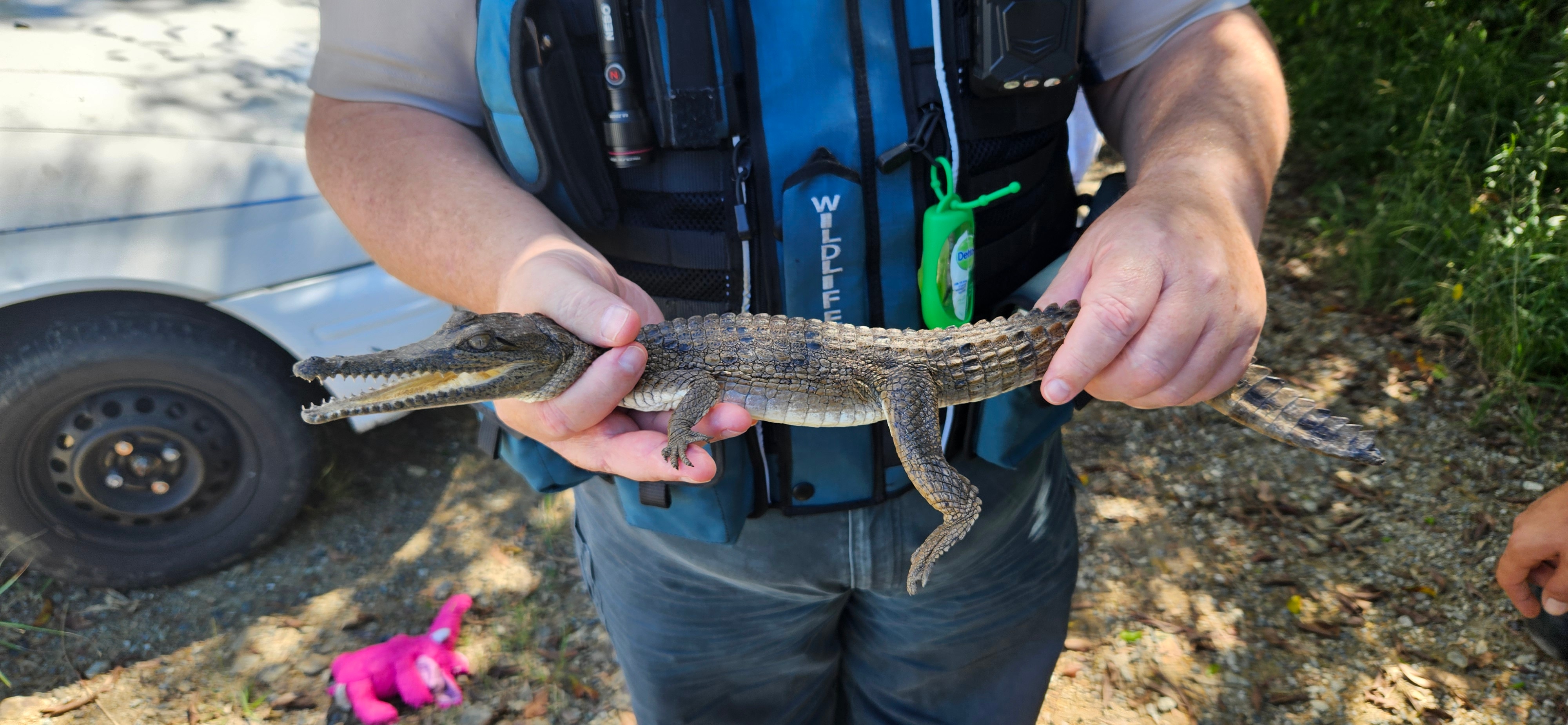 60cm long baby crocodile held by ranger with wildlife vest on 