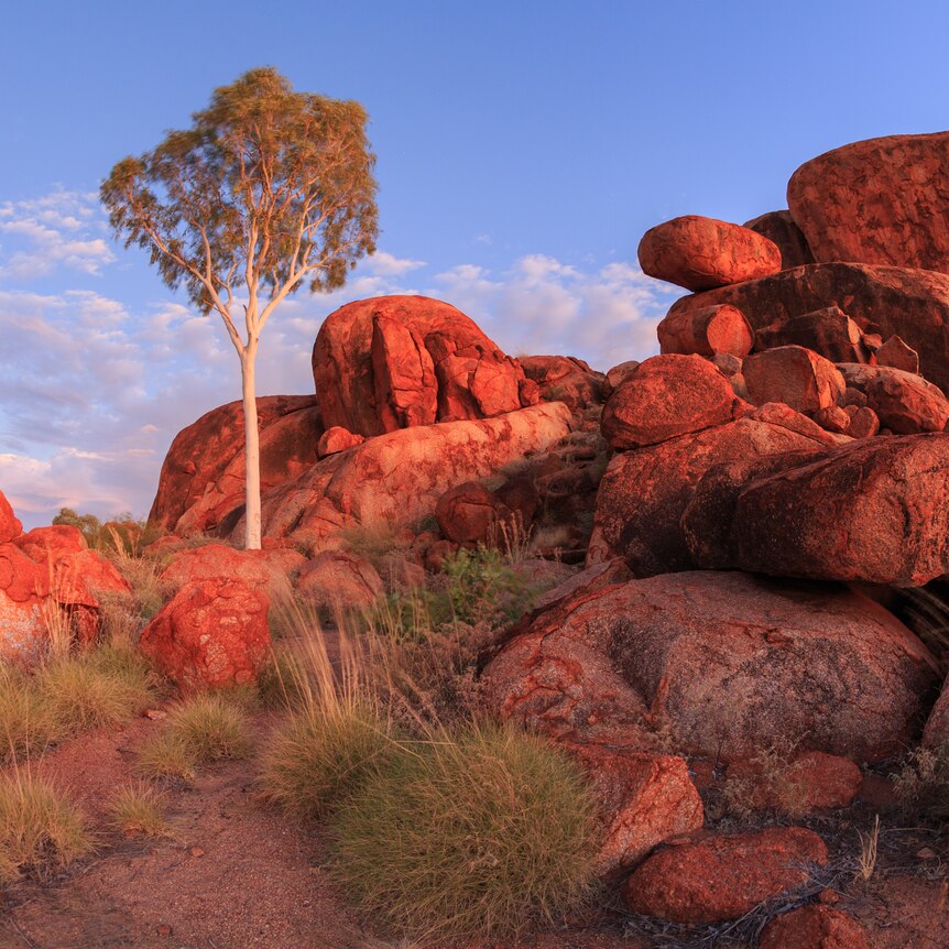 A hot, rocky landscape with a single gum tree growing between boulders under a clear blue sky.