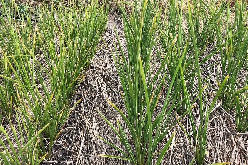 Close up image of rice growing.