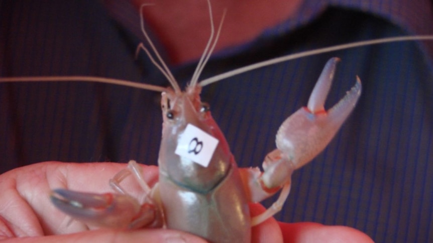 'Blair Apelt', the winning yabbie will go down in the history books.