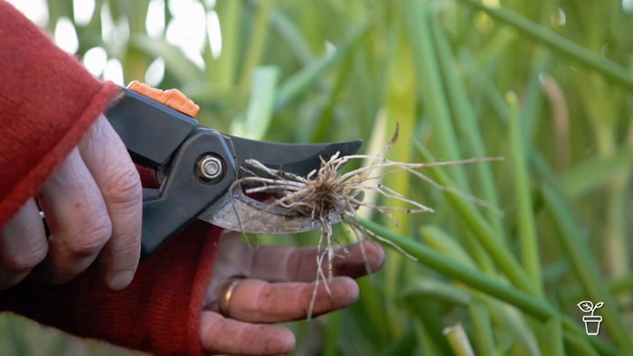 Secateurs cutting the roots off a spring onion.