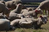 A dozen sheep in a green paddock undergoing castration.