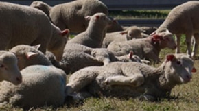 A dozen sheep in a green paddock undergoing castration.