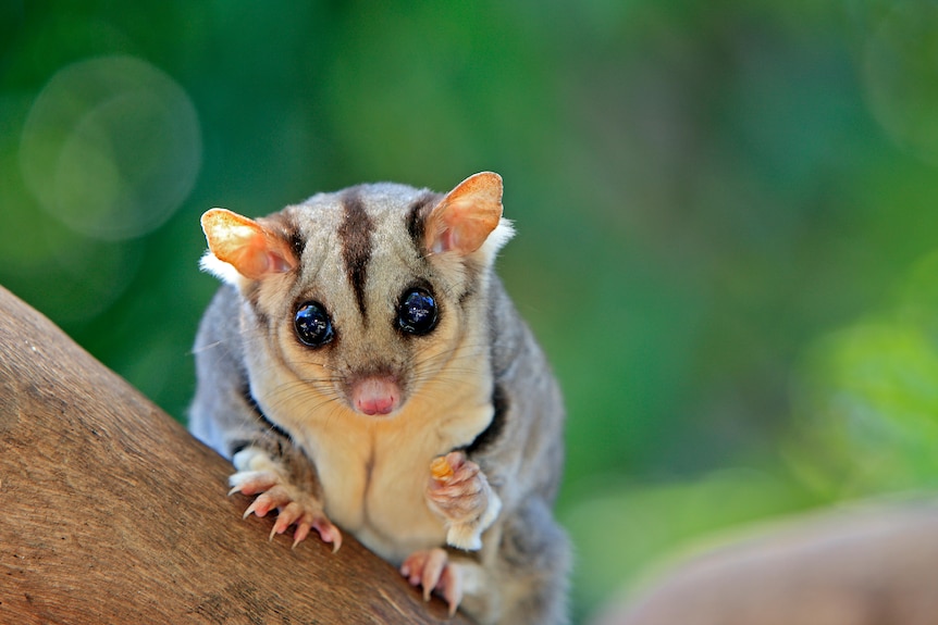 A small adorable animal with little ears and big black eyes