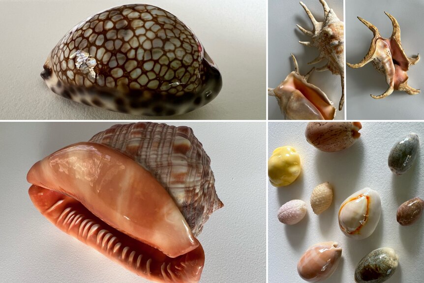 Five images of assorted shells.
