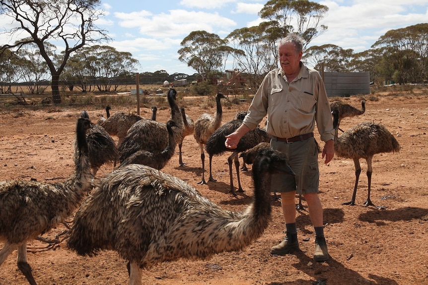 Wayne Piltz surrounded by emu's