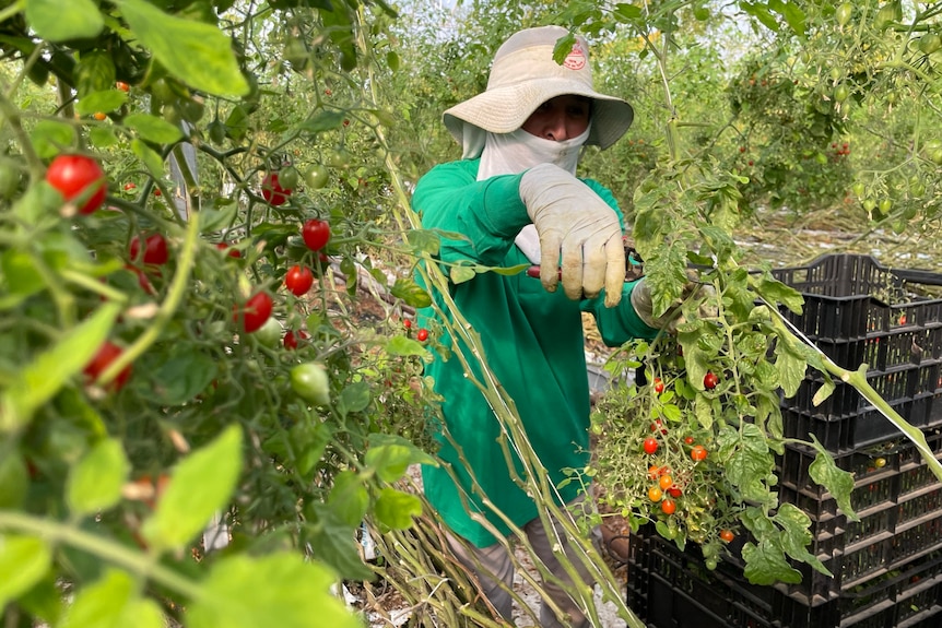 A photo of a person picking tomberries.