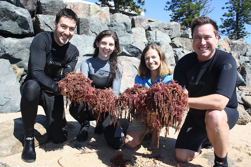 Team of researchers from USC hold the puffy pink seaweed at the beach.