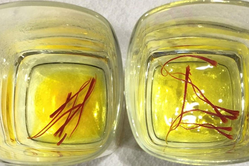 Two glasses one with fake saffron and one with real.
