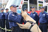 NSW Fire Service accelerant dog