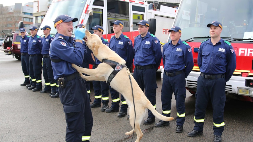 NSW Fire Service accelerant dog