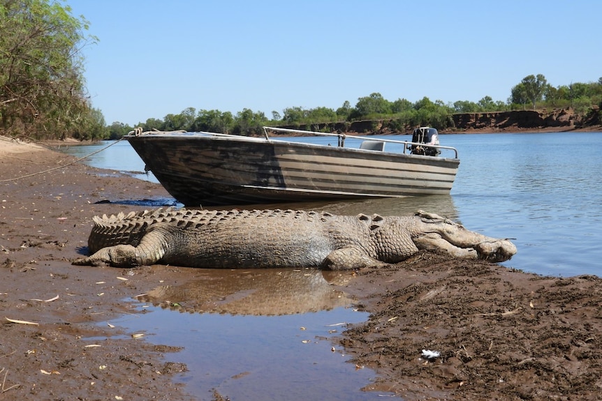 a big crocodile suns itself in the mud next to a tinny