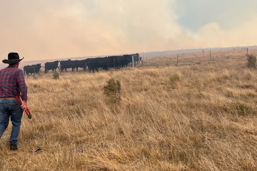 A man moving livestock with smoke in the background