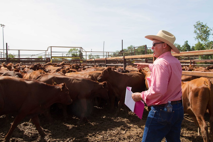 Elders Longreach Branch Manager Tim Salter wearing a pink shirt and cream hat taking bids at the auction.