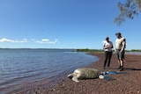 Two people watch a green turtle crawl back to the ocean on a bright and sunny day.