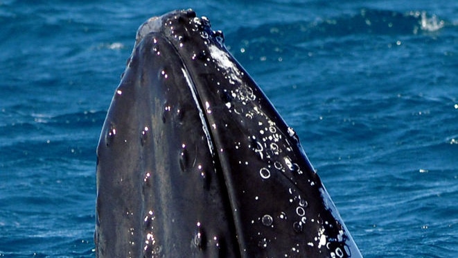 The US Ambassador to Tokyo has revealed that Japan may agree to abandon the humpback kill. (File photo)