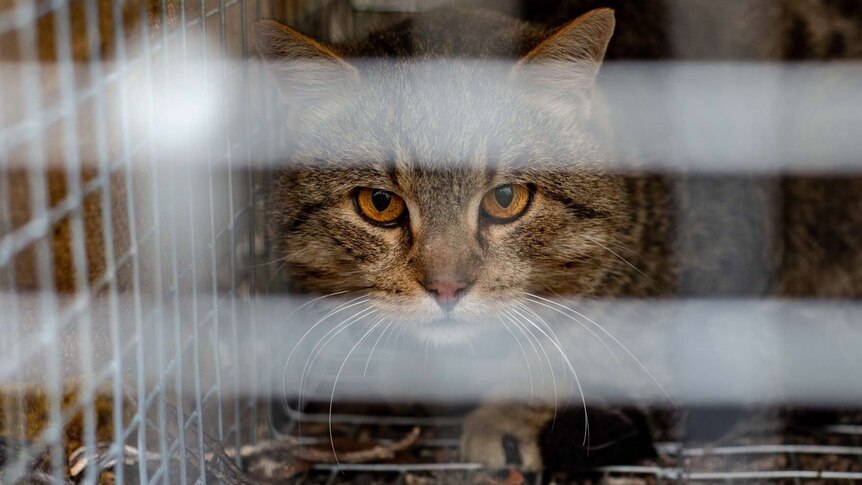 close up of a tabby cat's face through the bars of a cage