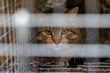 close up of a tabby cat's face through the bars of a cage