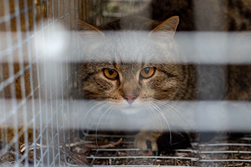 close up of a tabby cat's face through the bars of a cage