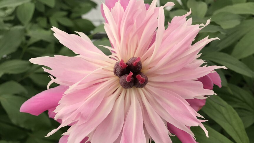 Big pink petals underneath, lighter pink on top.