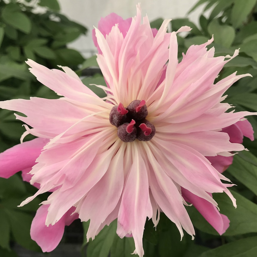 Big pink petals underneath, lighter pink on top.