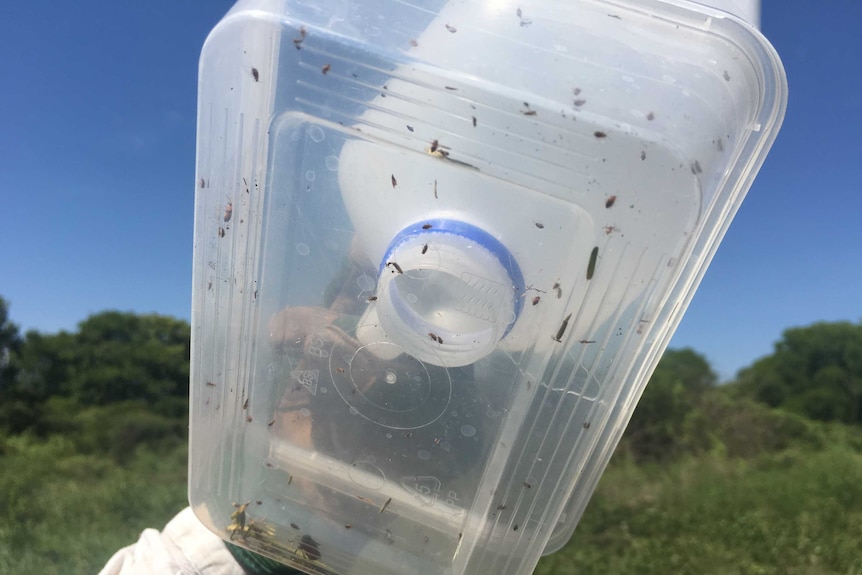 Flea beetles are one of Mimosa's natural enemies from central America, Mexico and Brazil brought to the NT by CSRIO as part of their biological control program.