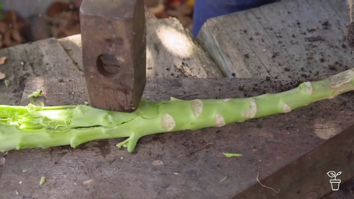 Hammer striking a broccoli stalk to crush it.